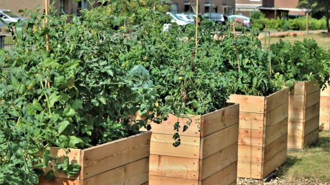 Raised Bed Garden
